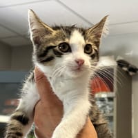 CHOUPI, chat à adopter