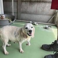 Lala, chienne à adopter