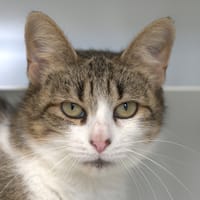 MINETTE, chatte à adopter