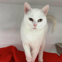 Atomic, chatte à adopter