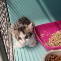 Banette, chatte à adopter