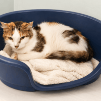 SAMBA QCT, chatte à adopter