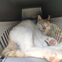 BLANCO QCT (j'ai trouvé ma famille), chat à adopter
