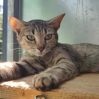 SHERIFA QCT, chatte à adopter