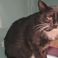 KIKI C, chat à adopter