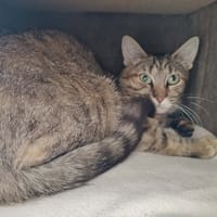 LAMBADA QCT, chatte à adopter