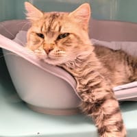 UTAH C, chat à adopter
