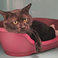 GASTON C, chat à adopter