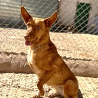SILVITA (Animalea), chienne à adopter