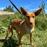 AKIRA (Animalea), chienne à adopter