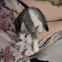 Pippin, chat à adopter