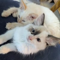 Elba, chatte à adopter