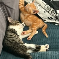 BARFIELD, chat à adopter