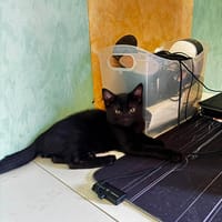 BLACKY, chat à adopter