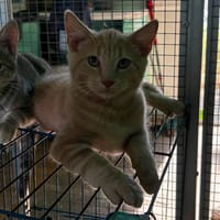 BRUME et BIJOUX, chat à adopter