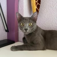 Fito, {género}