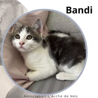 Bandi, chat à adopter