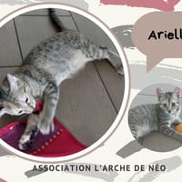 Arielle, chatte à adopter