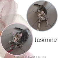 Jasmine, chatte à adopter
