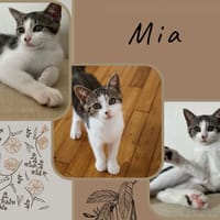 Mia, chatte à adopter