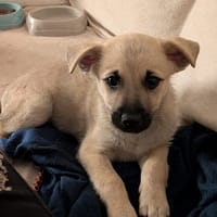 MOKA, chiot mâle Berger Créole, chien à adopter