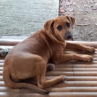 NUCCIOLA, chiot femelle croisée braque, chienne à adopter