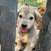 John Boy der Abenteurer, Hund zur Adoption