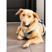 Balthasar - wartet in 97993 Creglingen, Hund zur Adoption