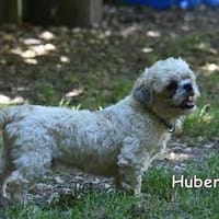 HUBERT, Hund zur Adoption