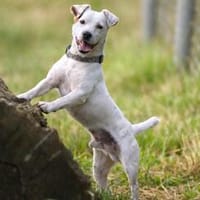 Unik möchte die Welt mit seiner Familie erobern, Hund zur Adoption