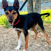 Heidi eine kleine Persönlichkeit, Hündin zur Adoption