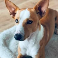 Pepe ist auf der Suche nach einem Zuhause für Immer, Hund zur Adoption