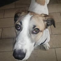 Leo(PS) der Glückssuchende, Hund zur Adoption
