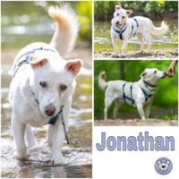 JONATHAN -sucht erfahrene Menschen-, Hund zur Adoption