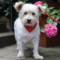 Brix - 36 cm sensibler Schatz sucht liebevollen Platz, Hund zur Adoption