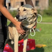 Lucky sucht genau dich, Hund zur Adoption