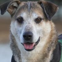 Rudi sucht Partner fürs Leben!, Hund zur Adoption