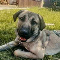 fröhlicher Junghund MYCROFT, Hund zur Adoption