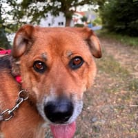 Maverick, Hund zur Adoption