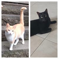 Fidi & Peach suchen mit Freigang, Kater zur Adoption