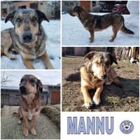 MANNU * liebt Haus Hof und ihre Menschen, Hündin zur Adoption