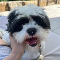 verschmuster Alvin sucht seine Menschen, Hund zur Adoption