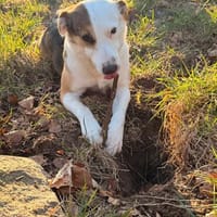 Pippa sucht ihre Menschen, Hündin zur Adoption