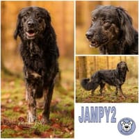 JAMPY * sportlicher Schmuser, Hund zur Adoption