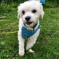 Aros sucht DICH, Hund zur Adoption