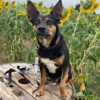 🐾 Simba  kluger Herzenshund sucht seinen Menschen 🐾, Hund zur Adoption