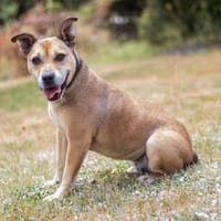 Cherry, Hündin zur Adoption