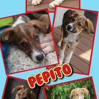 goldiger Welpenjunge Pepito auf PS 90443, Hund zur Adoption