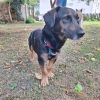 Meki, Hündin zur Adoption
