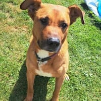 Jimbo fitter Senior, Hund zur Adoption